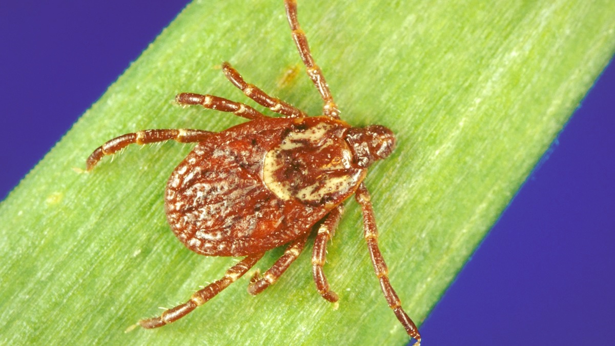 Dermacentor variabilis, the American dog tick