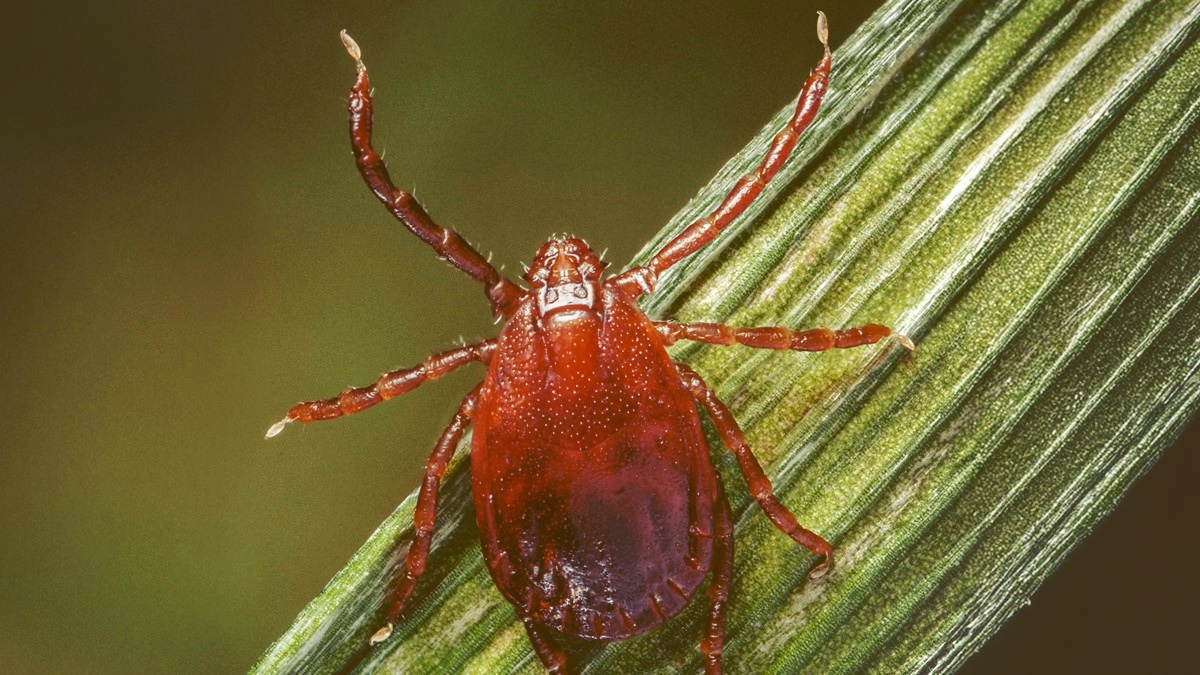 Haemaphysalis longicornis, the Asian longhorned tick