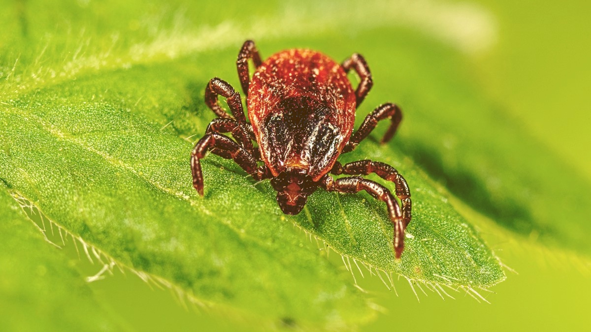 Rhipicephalus sanguineus, the brown dog tick