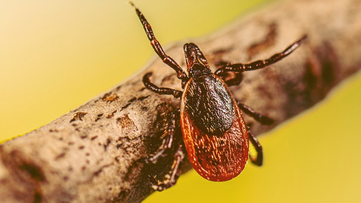 Ixodes scapularis, the black-legged or deer tick