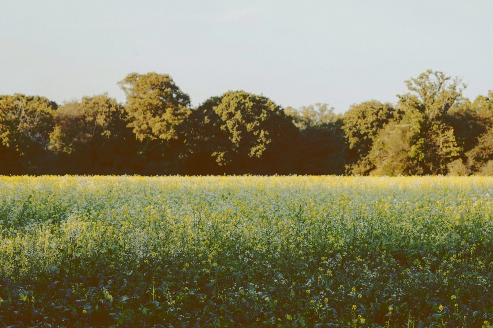 A field bordered by trees in northeast Ohio style countryside