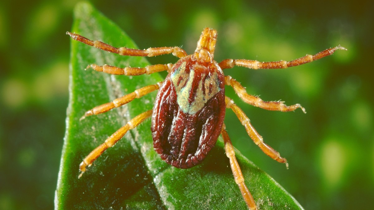 Amblyomma maculatum, the Gulf Coast tick