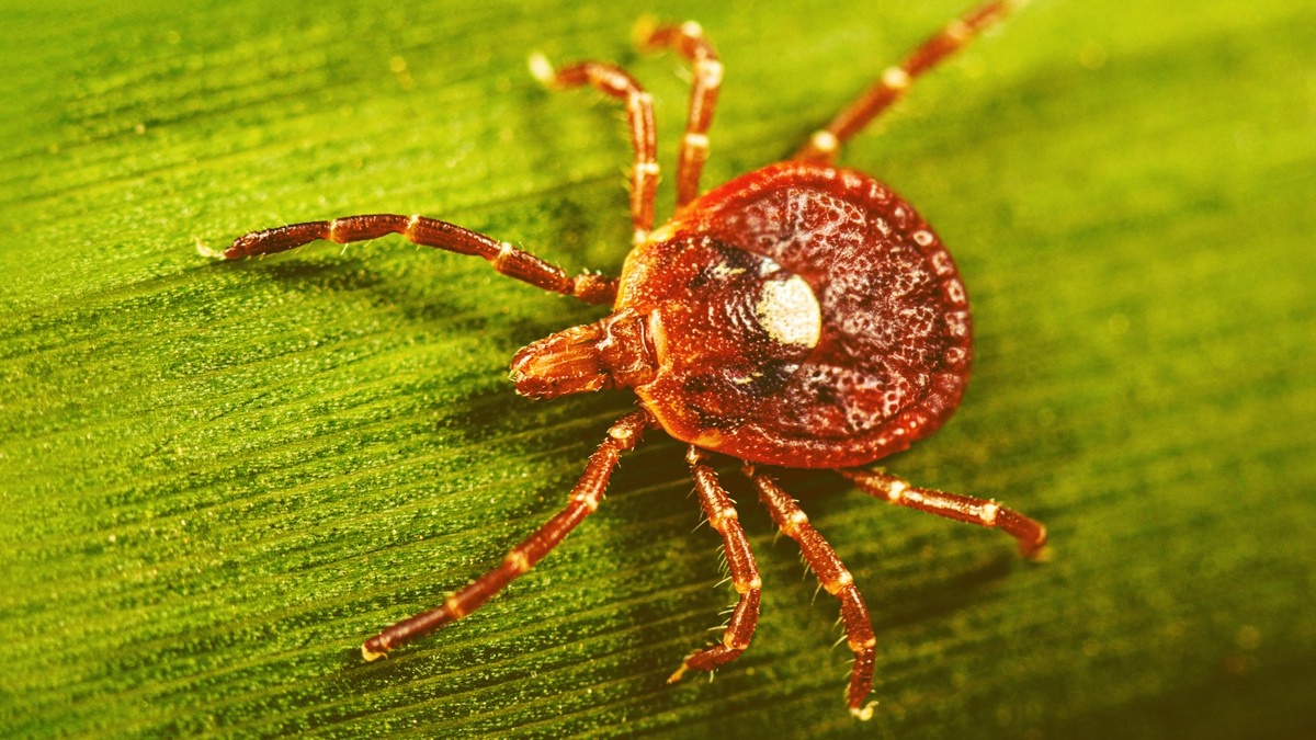 Amblyomma americanum, the lone star tick, showing the characteristic white dot on its back