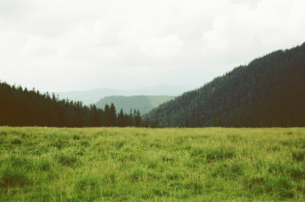 Open mountain meadow bordered by pine forest