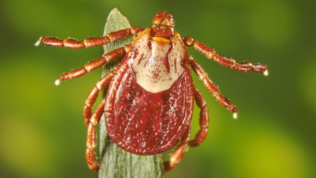 Dermacentor andersoni, the Rocky Mountain wood tick