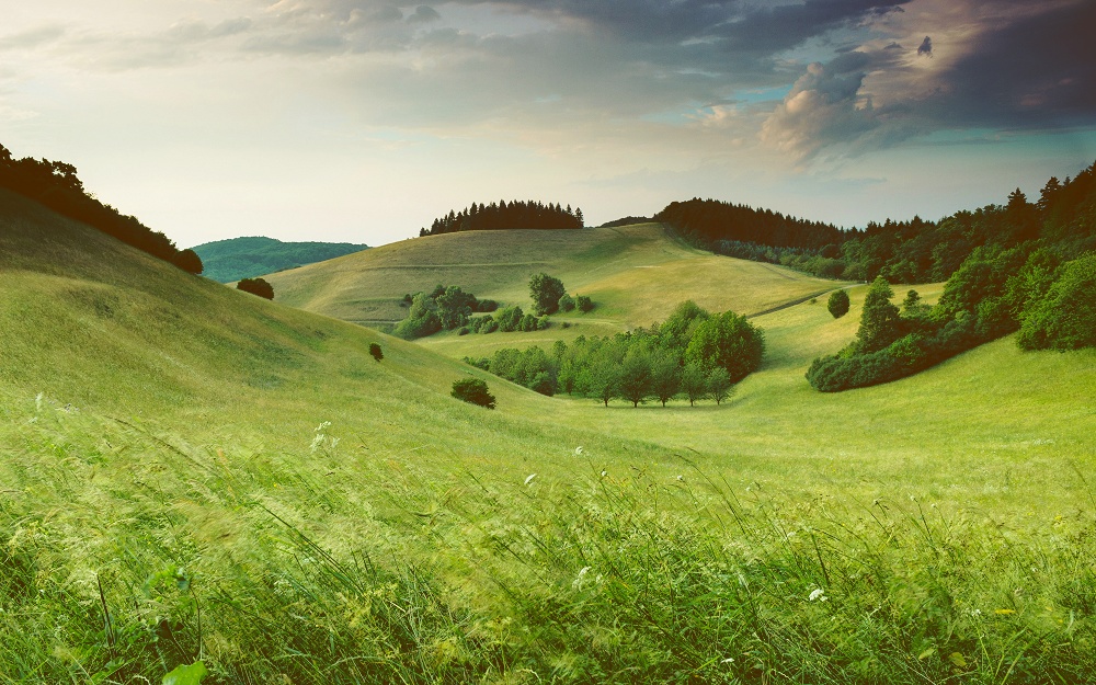 Rolling grassy hills with a wooded edge in the distance