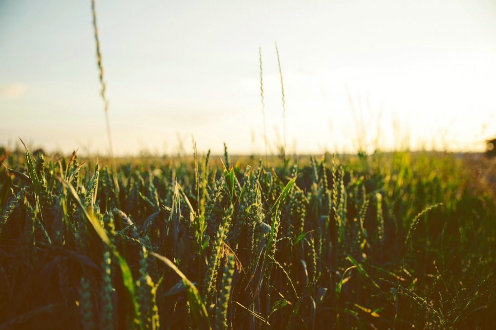 Close-up view of tall grass at ground level, the height where ticks wait to grab onto a passing host