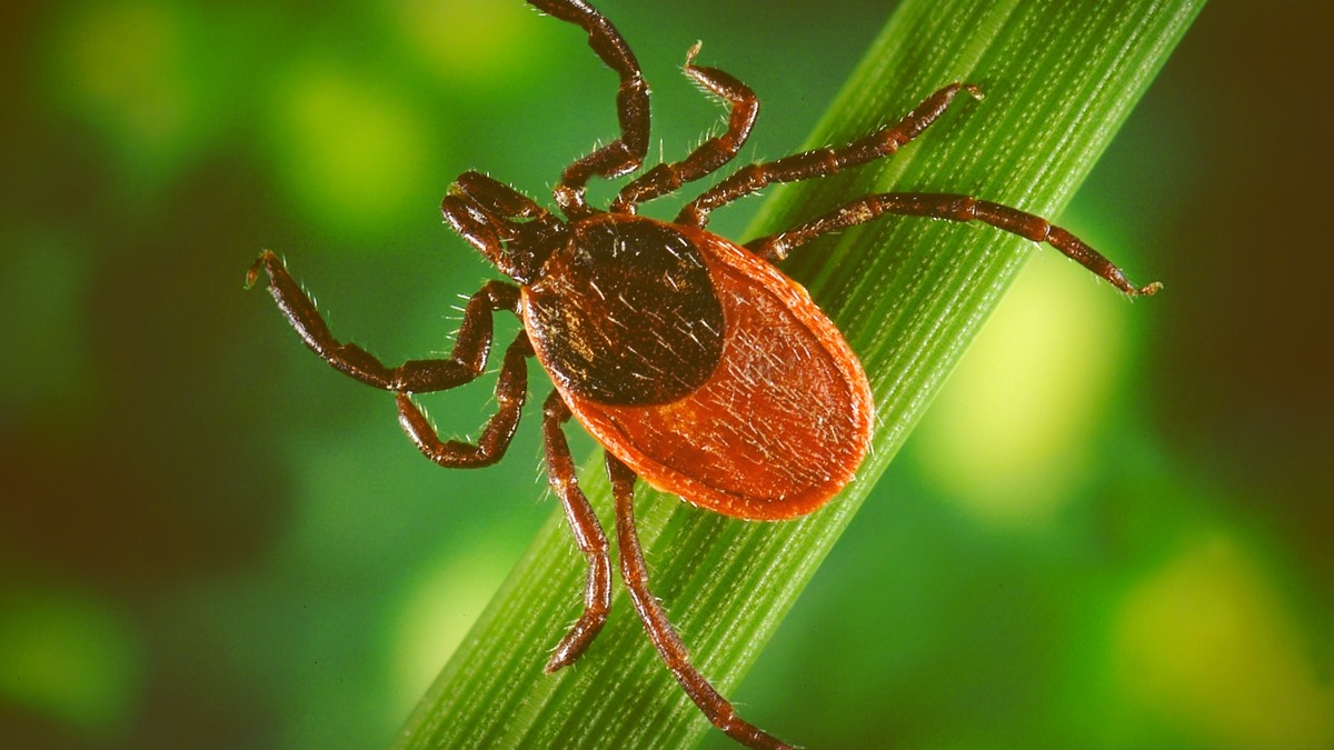 Ixodes pacificus, the western black-legged tick